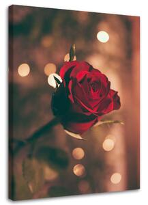 Gario Vászonkép Vörös rózsa virág Méret: 40 x 60 cm