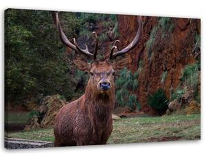 Gario Vászonkép Az erdő királya Méret: 60 x 40 cm