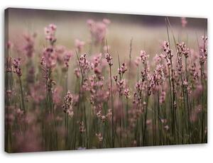 Gario Vászonkép Rózsaszín mezei virágok Méret: 60 x 40 cm