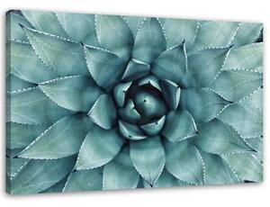 Gario Vászonkép Kék aloe vera Méret: 60 x 40 cm