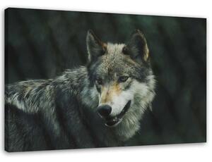 Gario Vászonkép Szürke farkas Méret: 60 x 40 cm