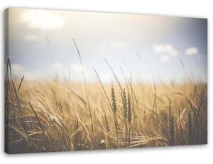 Gario Vászonkép Gabona a mezon Méret: 60 x 40 cm