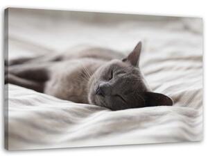 Gario Vászonkép Alvó macska Méret: 60 x 40 cm