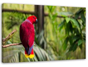 Gario Vászonkép Paradicsomi papagáj Méret: 60 x 40 cm