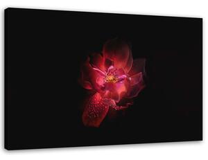 Gario Vászonkép Éjszakai virág Méret: 60 x 40 cm