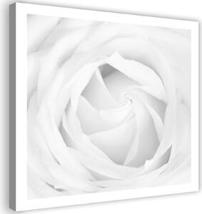Gario Vászonkép Fehér rózsa Méret: 30 x 30 cm