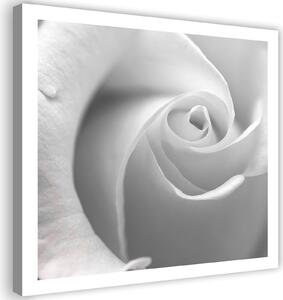Gario Vászonkép Fehér rózsa közelképben Méret: 30 x 30 cm