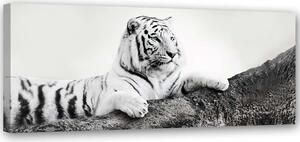 Gario Vászonkép Figyelo tigris Méret: 90 x 30 cm