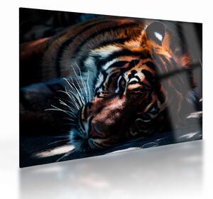 Egy fekvő tigris képe (üvegen) (70x50 cm)
