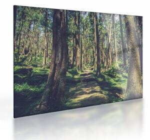 Kép egy út a fák között (üvegen) (70x50 cm)