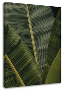 Gario Vászonkép Trópusi banánlevelek Méret: 40 x 60 cm