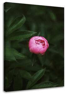 Gario Vászonkép Rózsaszín virágbimbó Méret: 40 x 60 cm