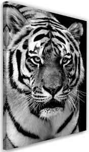 Gario Vászonkép Fekete-fehér tigris Méret: 40 x 60 cm