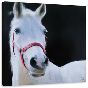 Gario Vászonkép Fehér lófej Méret: 30 x 30 cm