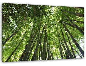 Gario Vászonkép Bambusz erdő Méret: 60 x 40 cm