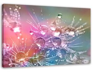 Gario Vászonkép Vízcseppek a pitypangon Méret: 60 x 40 cm