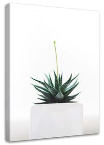 Gario Vászonkép Fiatal növény cserépben Méret: 40 x 60 cm