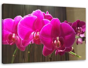 Gario Vászonkép Fukszia orchideák Méret: 60 x 40 cm