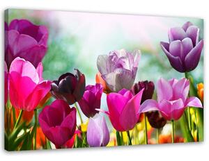 Gario Vászonkép Színes tulipánok a réten Méret: 60 x 40 cm