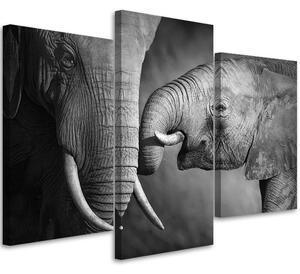 Gario Vászonkép Elefánt család - 3 részes Méret: 60 x 40 cm