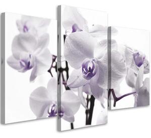 Gario Vászonkép Fehér lila orchidea - 3 részes Méret: 60 x 40 cm
