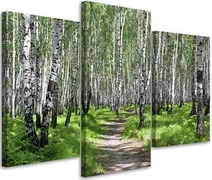 Gario Vászonkép Nyírfa erdő - 3 részes Méret: 60 x 40 cm