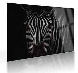 Zebra képe (üvegen) (70x50 cm)
