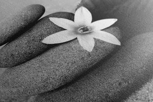 Kép virág és kövek fekete fehérben