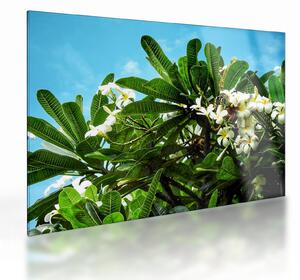Kép - Plumeria (üvegen) (70x50 cm)