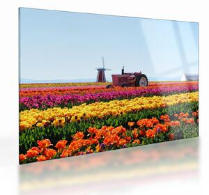 Tulipánfarm képe (üvegen) (70x50 cm)