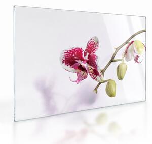 Orchidea virág képe (üvegen) (70x50 cm)