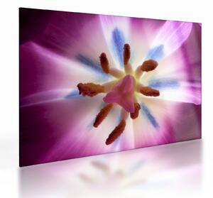 Kép - Tulipán virág részletesen (üvegen) (70x50 cm)