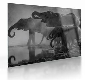 Elefánt képe - fekete fehér (üvegen) (70x50 cm)