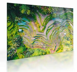 A rizsföldek képe madártávlatból (üvegen) (70x50 cm)