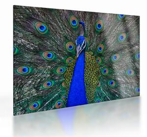 Kép - Páva (üvegen) (70x50 cm)
