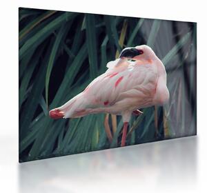 Kép - Flamingó (üvegen) (70x50 cm)
