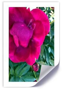 Gario Poszter Rózsaszín nagy virág A keret színe: Keret nélkül, Méret: 30 x 45 cm