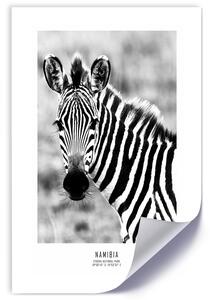 Gario Poszter Kíváncsi zebra A keret színe: Keret nélkül, Méret: 30 x 45 cm