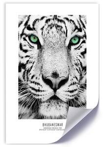 Gario Poszter Fehér tigris A keret színe: Keret nélkül, Méret: 30 x 45 cm