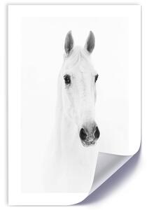 Gario Poszter Szürke ló A keret színe: Keret nélkül, Méret: 30 x 45 cm
