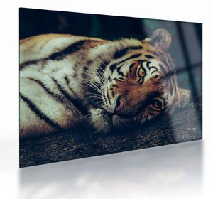 Kép - Szibériai tigris (üvegen) (70x50 cm)
