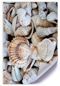 Gario Poszter Közelkép kagylókról A keret színe: Keret nélkül, Méret: 30 x 45 cm