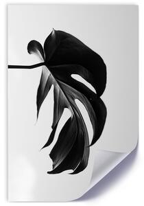 Gario Poszter Fekete-fehér monstera levél A keret színe: Természetes, Méret: 30 x 45 cm