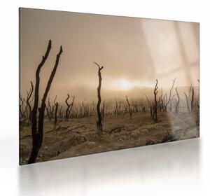 Kép - Csupasz fák (üvegen) (70x50 cm)