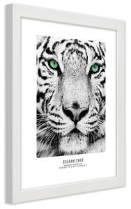 Poszter Fehér tigris A keret színe: Fehér, Méretek: 20 x 30 cm