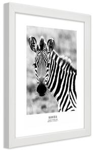 Gario Poszter Kíváncsi zebra A keret színe: Fehér, Méret: 30 x 45 cm