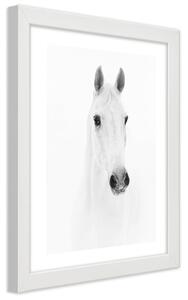 Poszter Szürke ló A keret színe: Fehér, Méretek: 20 x 30 cm