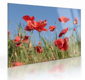 Kép - Pipacsok (üvegen) (70x50 cm)