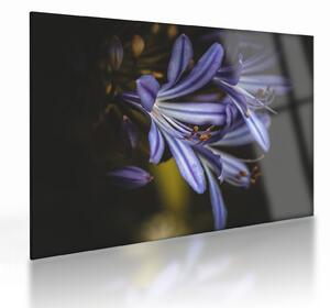 Kép - Lila (üvegen) (70x50 cm)