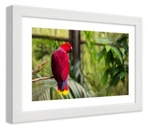 Poszter Paradicsomi papagáj A keret színe: Fehér, Méretek: 45 x 30 cm